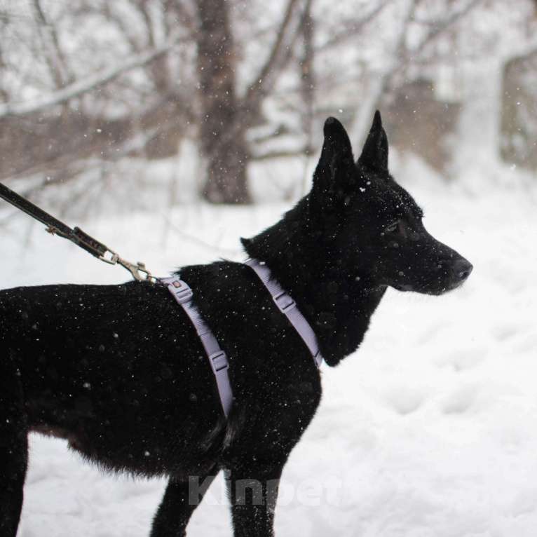 Собаки в Москве: Грета Девочка, Бесплатно - фото 3