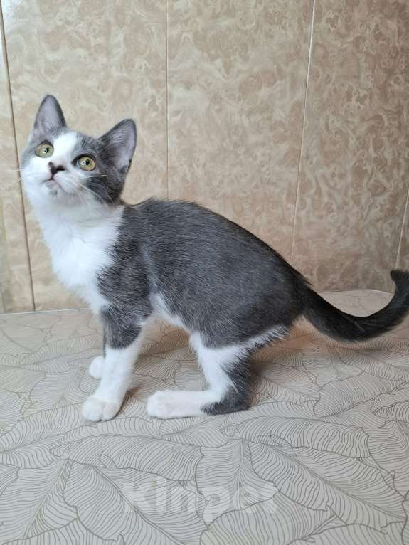 Кошки в Москве: Голубо-белый котёнок в добрые руки  Мальчик, Бесплатно - фото 10