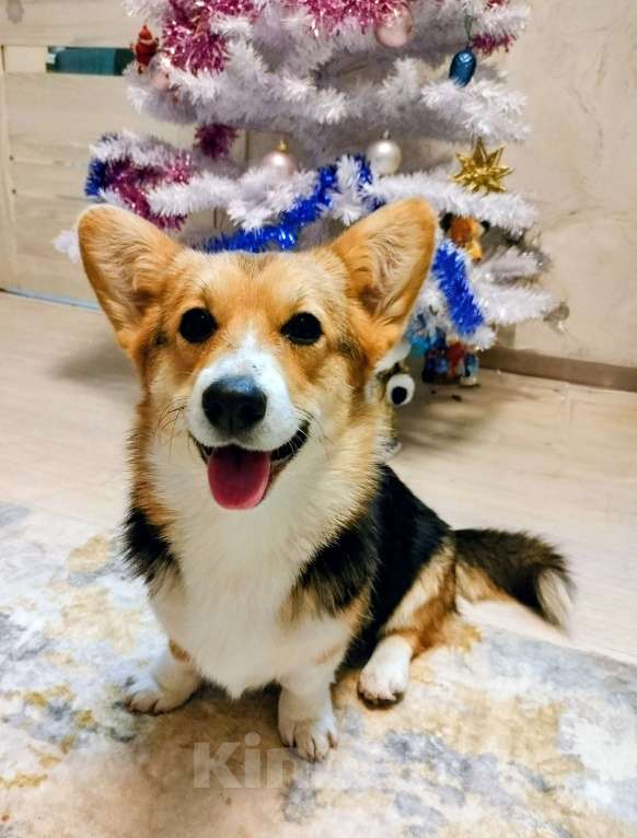 Собаки в Воронеже: Девочка триколор  Девочка, 50 000 руб. - фото 3