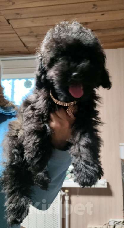 Собаки в других городах Московской области: Продаются щенки той пуделя  Девочка, 40 000 руб. - фото 5