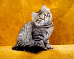 Кошки в Саратове: Котенок Дастин Мальчик, 60 000 руб. - фото 3