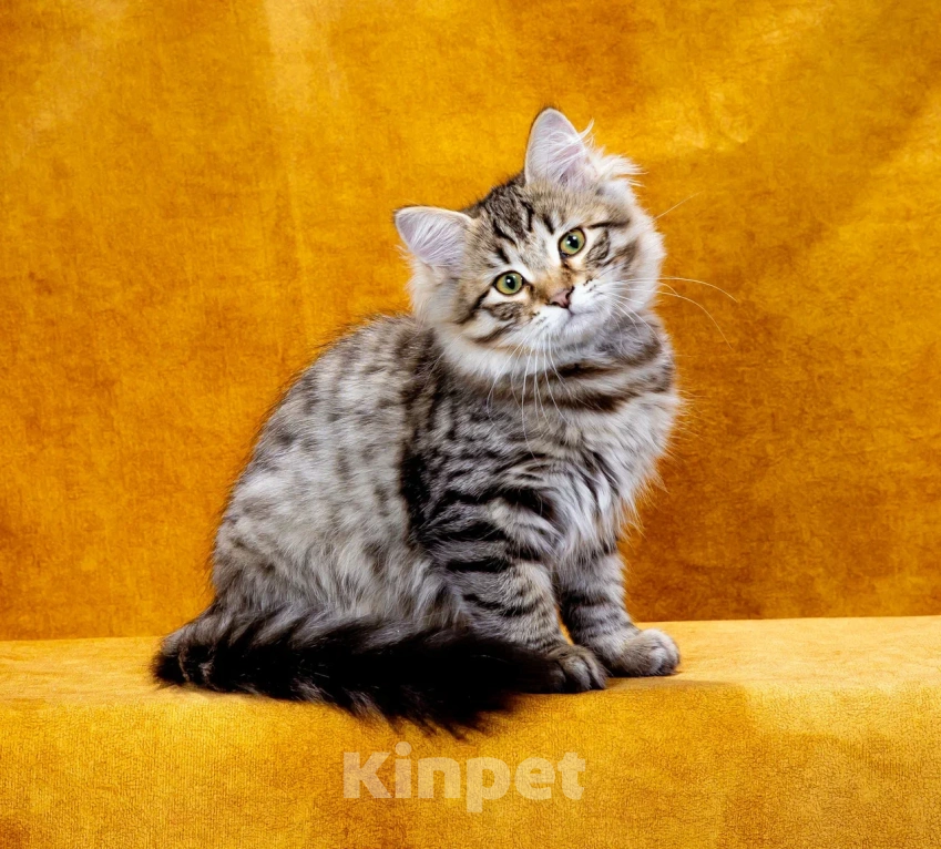 Кошки в Саратове: Котенок Дастин Мальчик, 60 000 руб. - фото 3