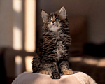 Кошки в Барнауле: Котята Мейн-кун Мальчик, Бесплатно - фото 1
