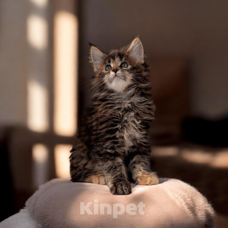 Кошки в Барнауле: Котята Мейн-кун Мальчик, Бесплатно - фото 1