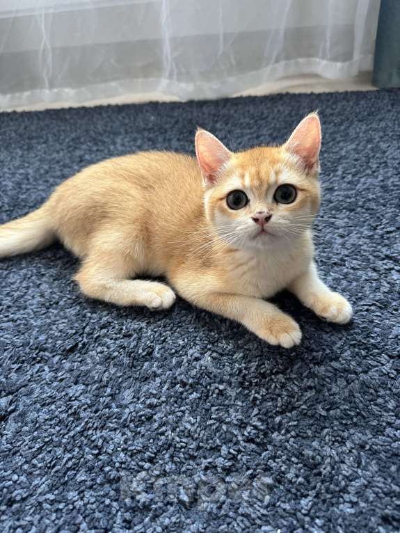 Кошки в Балашихе: Братанский короткошерстный котенок  Мальчик, 13 000 руб. - фото 3