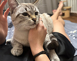 Кошки в Новоалтайске: Отдам в добрые руки Мальчик, Бесплатно - фото 2