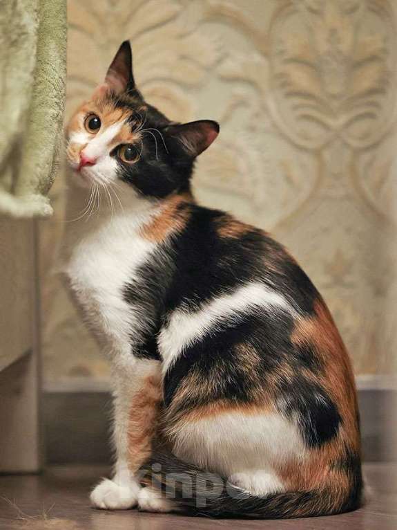 Кошки в Москве: Очаровательная трёхцветка Лора в поиске дома Девочка, 10 руб. - фото 3