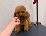 Собаки в Саратове: Тедди пудель Китай Девочка, 120 000 руб. - фото 3