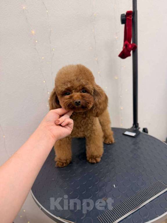 Собаки в Саратове: Тедди пудель Китай Девочка, 120 000 руб. - фото 3