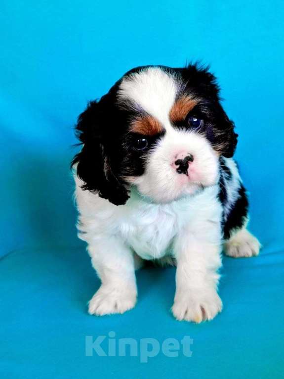 Собаки в других городах Московской области: Кобель кавалер кинг чарльз спаниель Мальчик, Бесплатно - фото 1