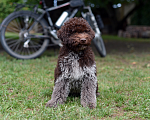 Собаки в Майкопе: Щенок лаготто романьоло мальчик Мальчик, 100 000 руб. - фото 4