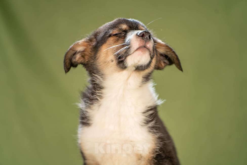 Собаки в Клине: Каштан - важный малыш Мальчик, Бесплатно - фото 9