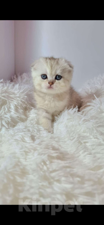 Кошки в Краснодаре: Продаю котят шотландской серебристой шиншиллы  Девочка, 35 000 руб. - фото 2