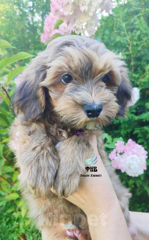 Собаки в Москве: Мальчик Бишон Хаванез  Мальчик, 80 000 руб. - фото 4