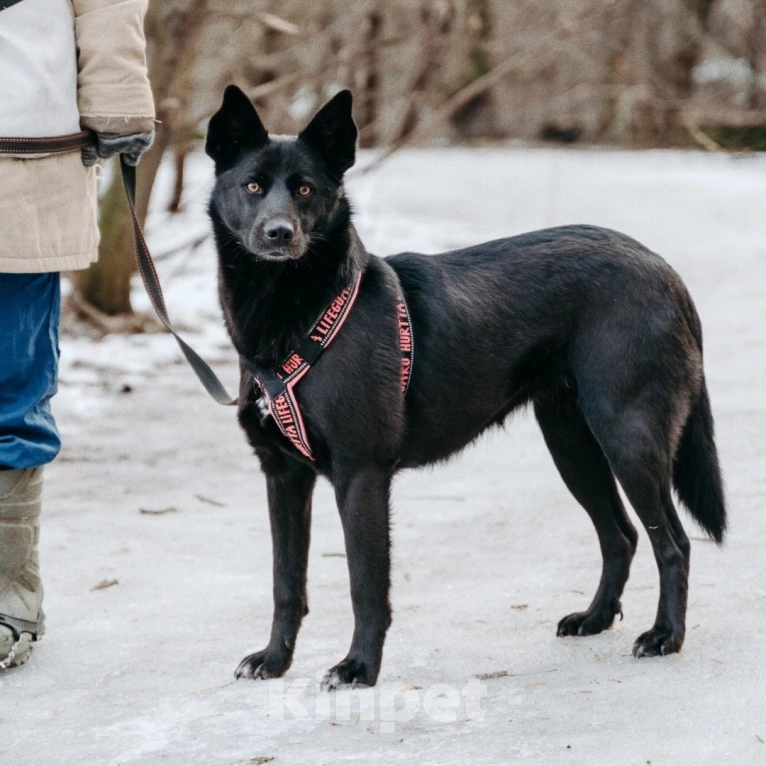Собаки в Москве: Вупи ищет дом Девочка, Бесплатно - фото 2