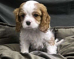 Собаки в Москве: щенки Кавалер Кинг Чарльз Спаниель, 2 месяца Мальчик, 70 000 руб. - фото 1