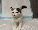 Кошки в Санкт-Петербурге: Малыш 2 мес все умеет ручной Мальчик, 100 руб. - фото 4
