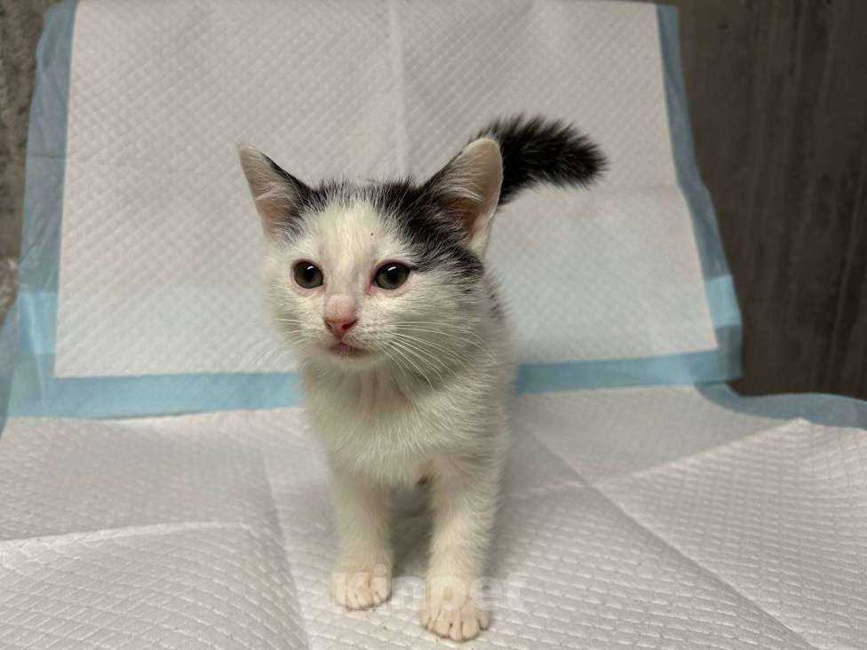 Кошки в Санкт-Петербурге: Малыш 2 мес все умеет ручной Мальчик, 100 руб. - фото 4