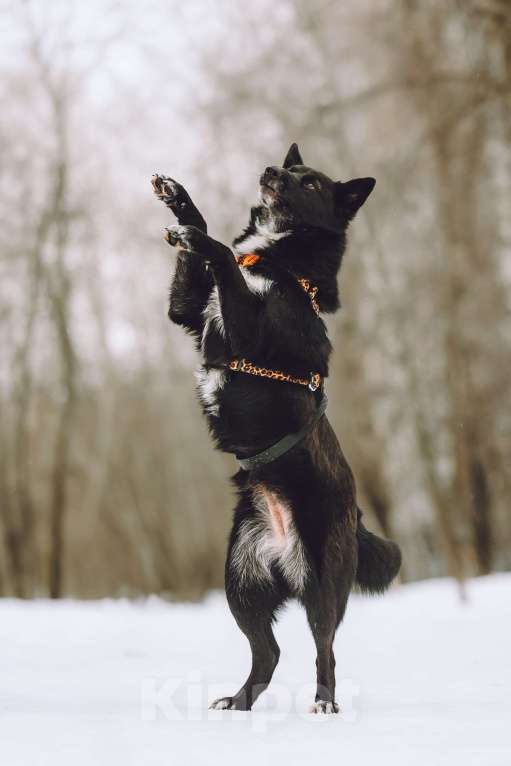 Собаки в Москве: Небольшая собачка в добрые руки Девочка, Бесплатно - фото 4