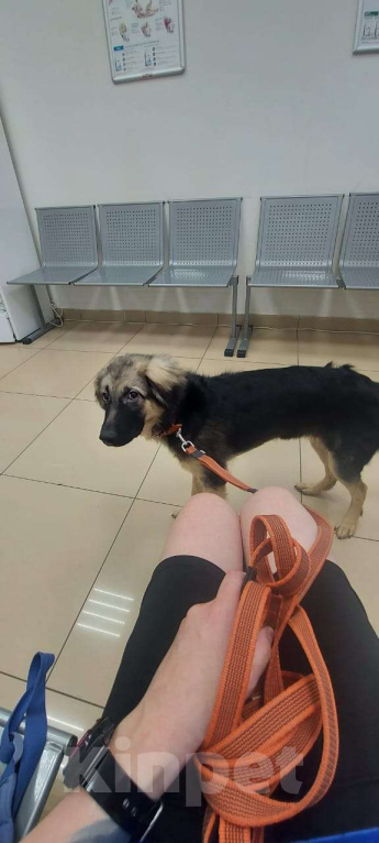 Собаки в Архангельске: Отдадим привитую и с паспортом дворняжку Девочка, Бесплатно - фото 3