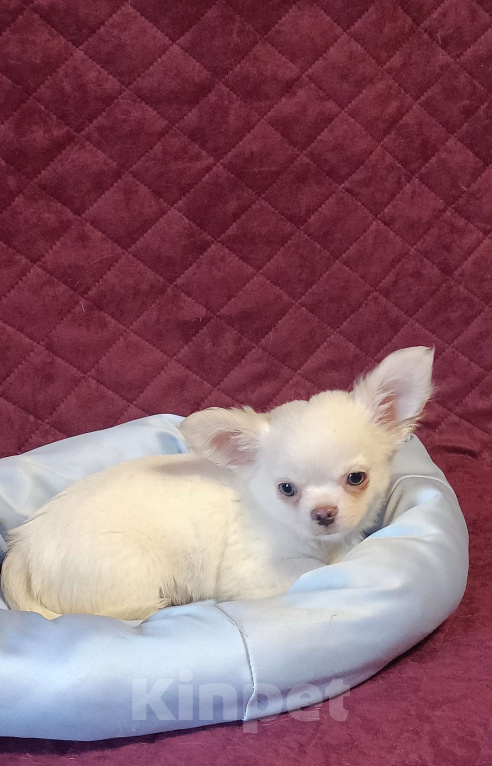 Собаки в Москве: Зефирчик Мальчик, 50 000 руб. - фото 2