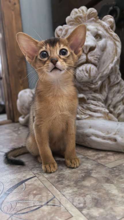 Кошки в других городах Московской области: Абиссинская девчуля Девочка, 75 000 руб. - фото 10