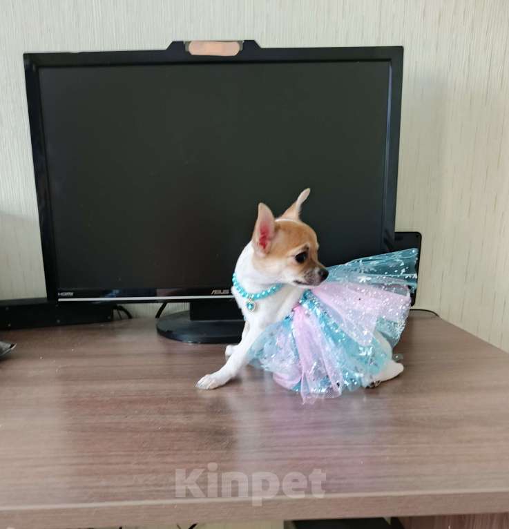 Собаки в Челябинске: ДевЧишка Чихуахуа Девочка, 35 000 руб. - фото 1