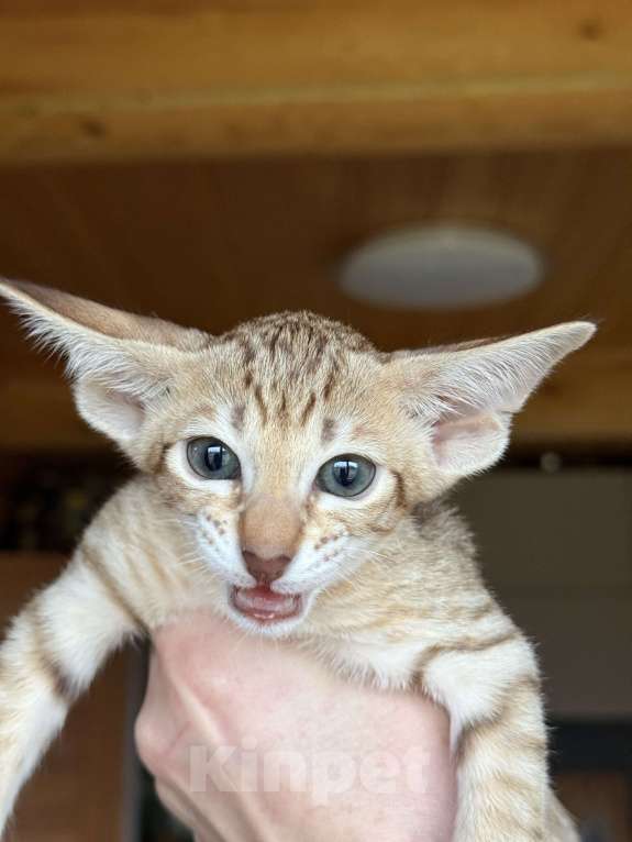 Кошки в Раменском: Ориентальный котенок  Девочка, 65 000 руб. - фото 5