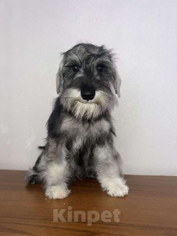 Собаки в Ставрополе: Щенок цвергшнауцер  Девочка, 40 000 руб. - фото 3