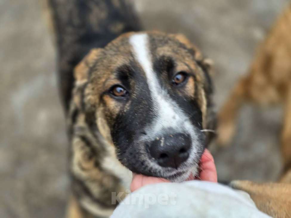 Собаки в Санкт-Петербурге: Прекрасный умный щенок ищет дом Мальчик, Бесплатно - фото 1
