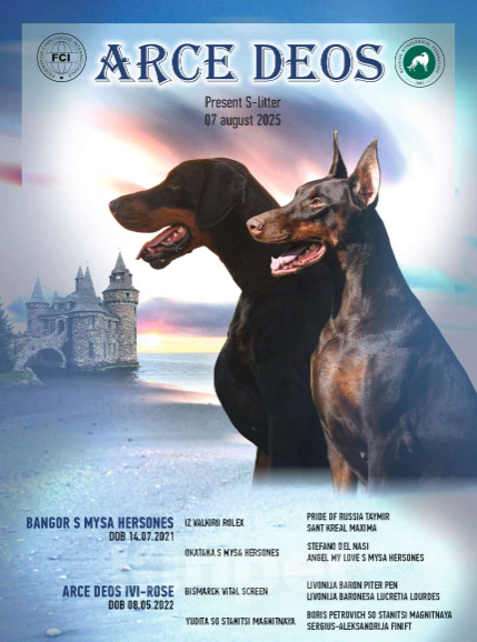 Собаки в Санкт-Петербурге: Arce Deos S-litter Девочка, 90 000 руб. - фото 2