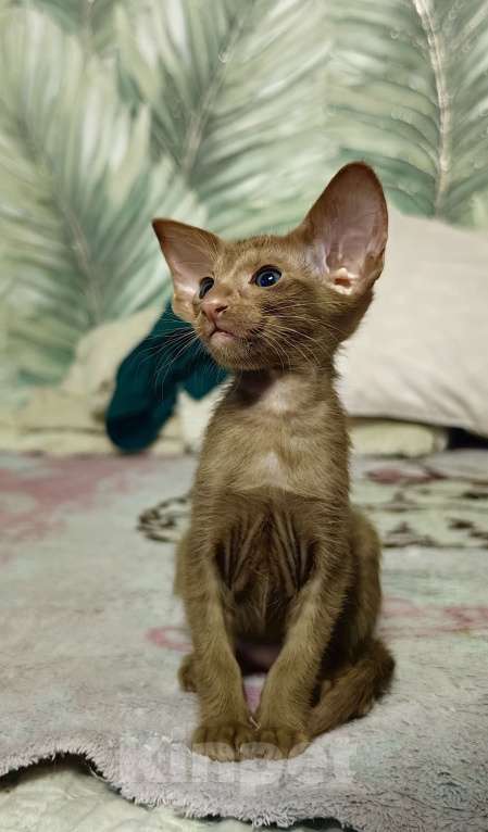 Кошки в Екатеринбурге: Цинамоновая девочка Девочка, 100 000 руб. - фото 4