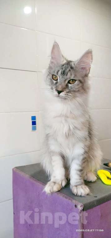 Кошки в Челябинске: Девочка Мейн-Кун Полидакт  Девочка, Бесплатно - фото 2