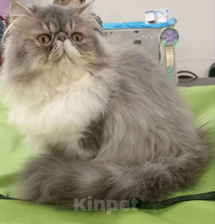 Кошки в Москве: Титулованый перс экзот Мальчик, 99 999 руб. - фото 5