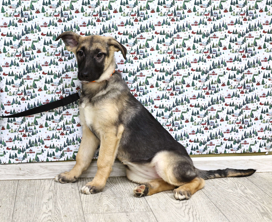 Собаки в Москве: Щенки бесплатно в Москве Девочка, Бесплатно - фото 7