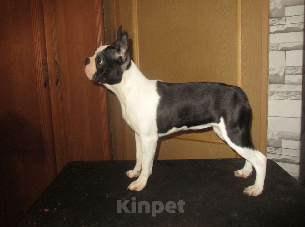 Собаки в Пскове: Бостон терьер, девочки Девочка, 50 000 руб. - фото 2