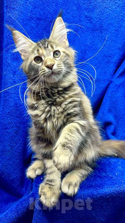 Кошки в Москве: Мейн-кун котенок Девочка, 30 000 руб. - фото 1