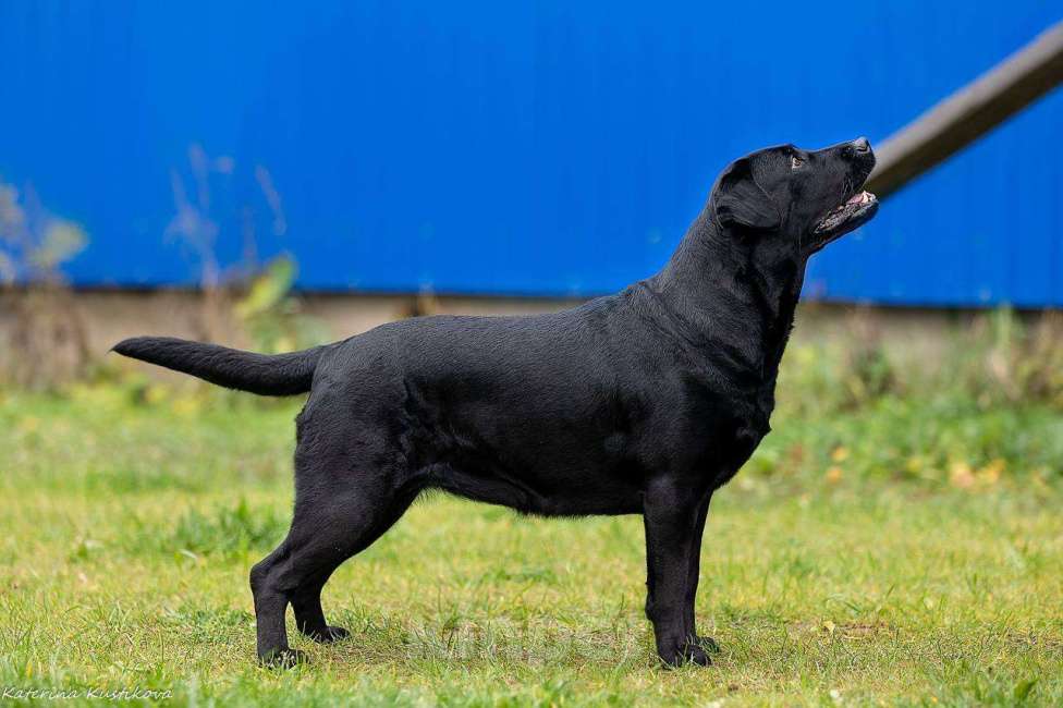 Собаки в Ореховом-Зуево: Щенки лабрадора премиум класса Мальчик, Бесплатно - фото 6