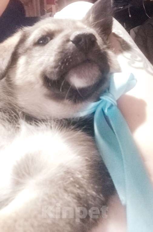 Собаки в Королеве: Щенок Лучик в дар, 2 месяца Мальчик, Бесплатно - фото 9