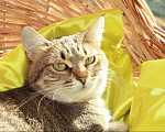 Кошки в Калуге: Киска Ириска. Милая миниатюрная кошка в добрые руки. Девочка, Бесплатно - фото 3