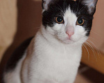 Кошки в Москве: Черно-белый котенок девочка Шанти, 4 месяца Девочка, Бесплатно - фото 7