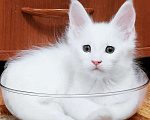 Кошки в Ипатово: Котята Мейн Кун, 20 000 руб. - фото 3
