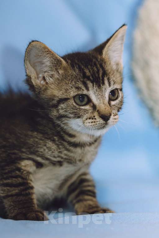 Кошки в Москве: Котенок мальчик в добрые руки Мальчик, 10 руб. - фото 4