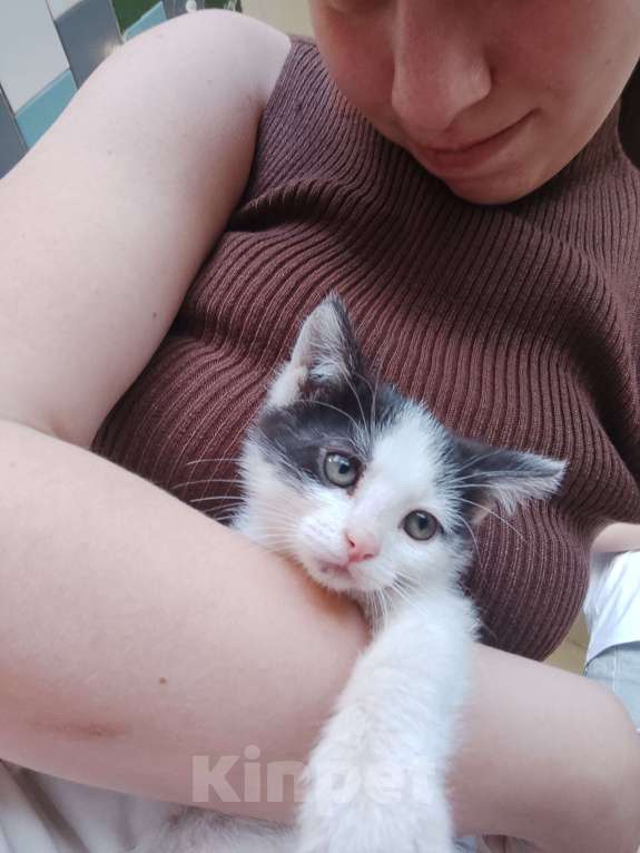 Кошки в Москве: Масяня Девочка, Бесплатно - фото 2