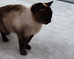 Кошки в Качканаре: Потерянная кошка в глубине посёлка Девочка, Бесплатно - фото 2