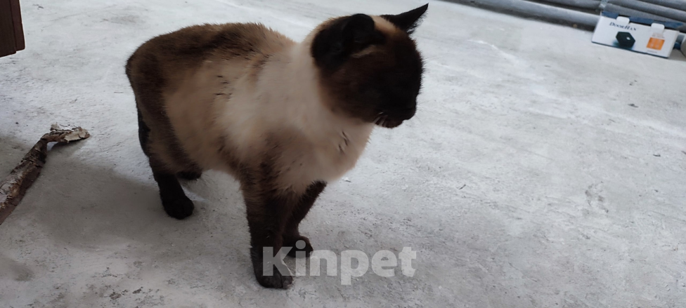 Кошки в Качканаре: Потерянная кошка в глубине посёлка Девочка, Бесплатно - фото 2