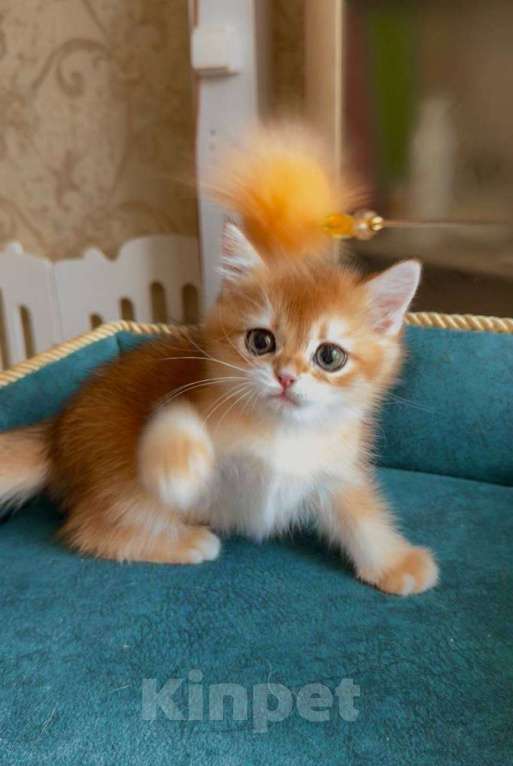 Кошки в Москве: Ксавьер Мальчик, 80 000 руб. - фото 4