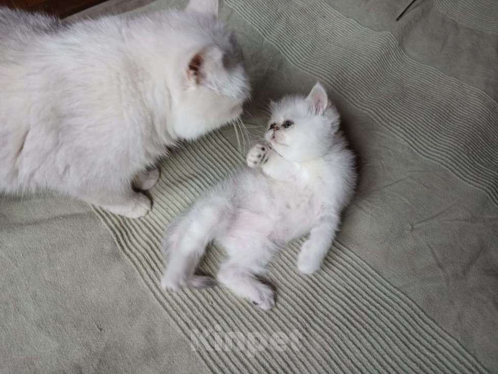 Кошки в других городах Московской области: Продается котенок породы экзотической короткошерстной Мальчик, 10 000 руб. - фото 7