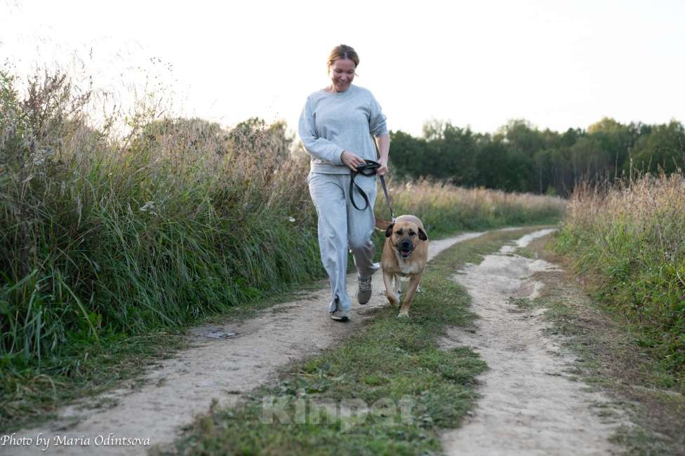 Собаки в Москве: Метис боксера в добрые руки  Девочка, Бесплатно - фото 6