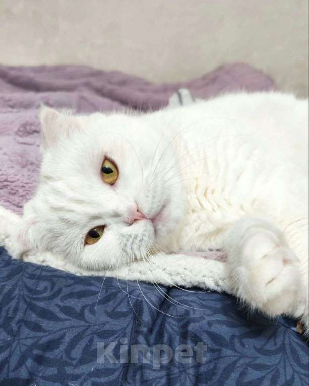 Кошки в Москве: Зимушку никто не замечает Девочка, Бесплатно - фото 1